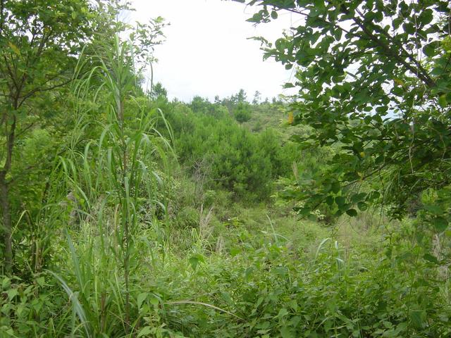 View from the confluence point to the South