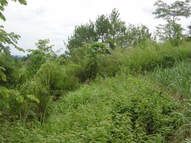 View from the confluence point to the West