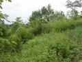 #4: View from the confluence point to the West