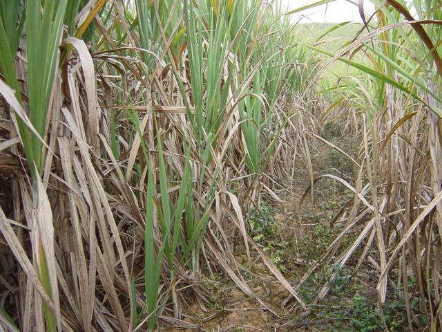 Facing west from the confluence, along the gap between two fields of sugar cane