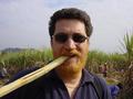 #10: Tony taste-testing the sugar cane