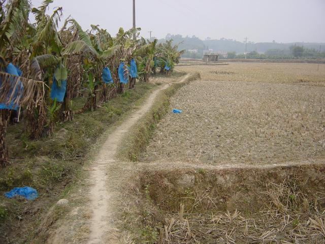 Facing west: rice paddies on the right, banana plantation on the left.