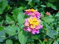 #4: Lantana flowers.