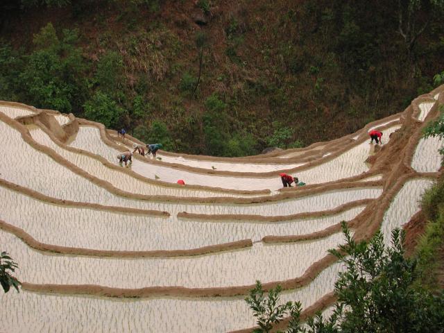 Terraced landscape near confluence.