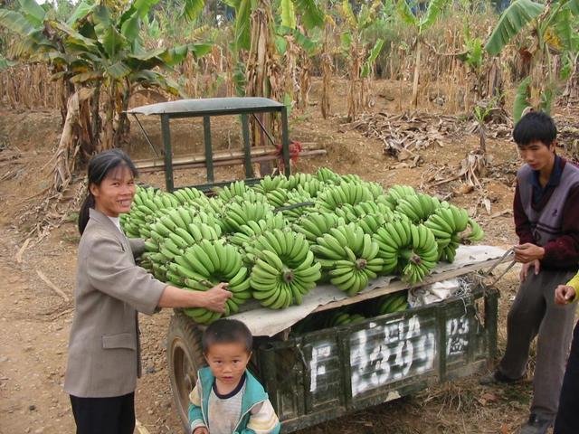 Loading bananas