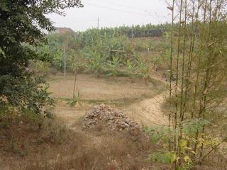 #1: Facing west from the confluence, with a banana plantation on the hill opposite