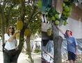 #6: Bread fruit in the confluence village