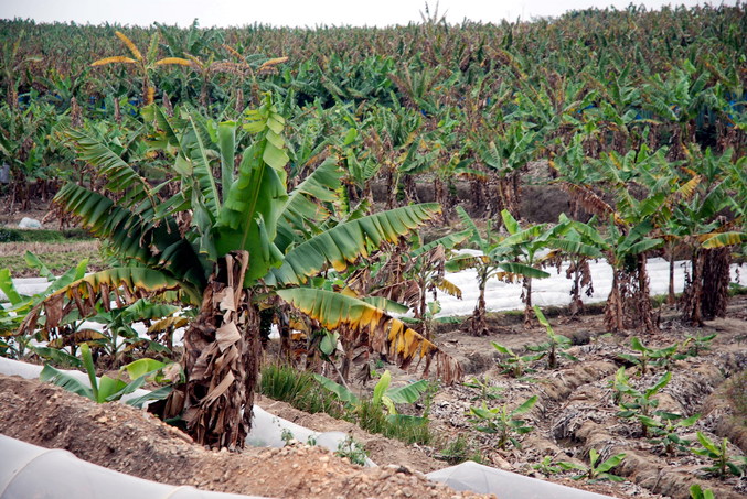 A typical view of the surrounding area - Banana plants