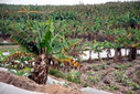 #10: A typical view of the surrounding area - Banana plants