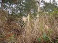 #7: Facing south from the confluence