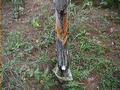 #5: Tree Sap being collected