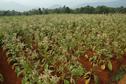 #10: Flowering tobacco plants