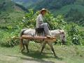 #2: Man on horseback, on the road to Kunping