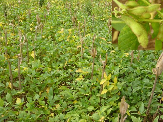 Confluence is in a field of huangdou (soya beans) intermixed with dead cornstalks