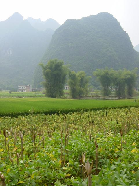 Facing south from the confluence