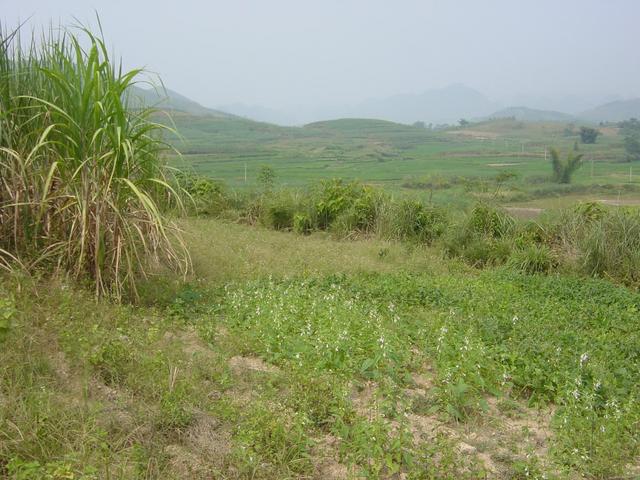 Facing north from the confluence