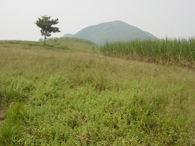 Facing west from the confluence