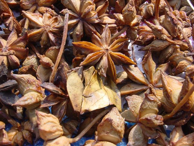 Close-up of the star aniseed