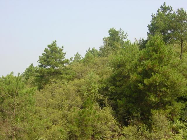 Facing north from the confluence