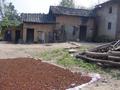 #2: Star aniseed spread out to dry in front of a small collection of farmhouses