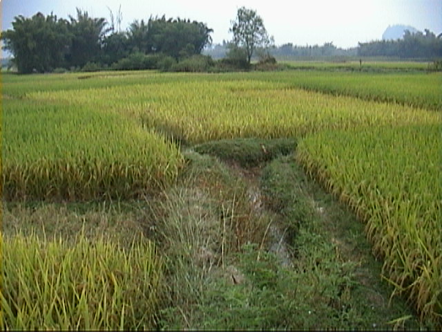 More Rice Looking South