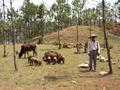 #6: Farmer with pigs and cattle near the point