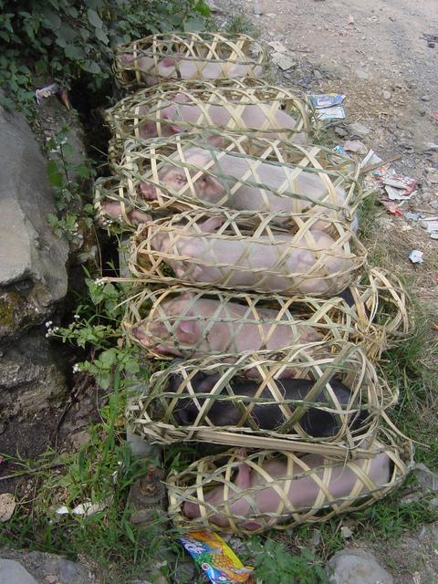 Neatly stacked pile of piglets ready for market, each in its own handy bamboo carrying case