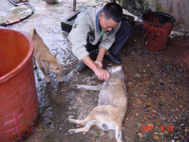 Freshly slaughtered dog being prepared for cooking, as another looks on.