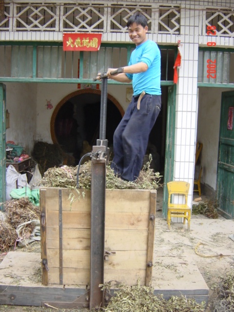 Leaves being pressed, ready for extraction of sesame oil.