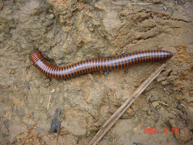 Large, magnificently coloured millipede.