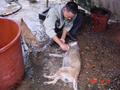 #2: Freshly slaughtered dog being prepared for cooking, as another looks on.