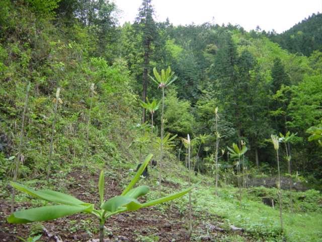 Facing west from the confluence, in a small field of "houpo", or official magnolia (Magnolia officianalis), commonly grown in China for the medicinal qualities of its bark