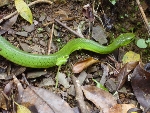 Metre-long bright green snake, non-venomous