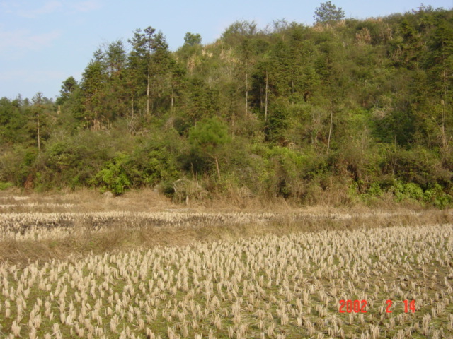 The confluence is located on the hillside amongst quite dense vegetation