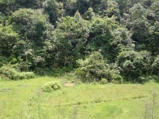 #1: Looking south across disused rice paddies to confluence 50 metres away in scrub