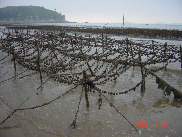 Oyster farming.