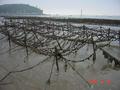 #5: Oyster farming.