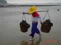 #7: Oysters are carried on a shoulder yoke a short distance across the beach to a processing centre.
