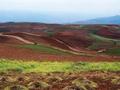 #7: Terraced Rice Fields