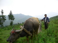 #9: A peasant and his water buffalo.