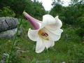 #5: Pretty flower growing wild on the confluence hill.