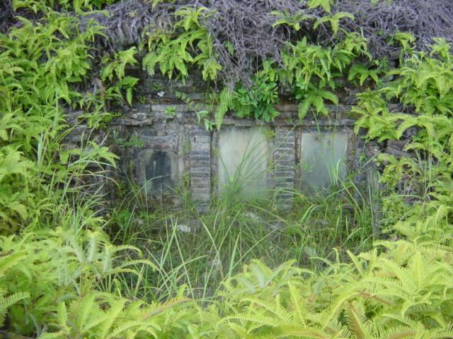 Old grave near confluence, overgrown with ferns