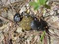 #10: Dung beetle tag team