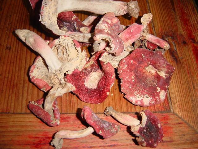 Local delicacy: red mushrooms
