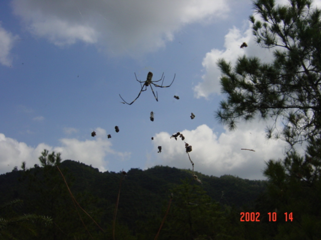 Gigantic spider hanging in mid air.