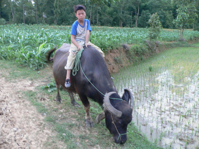 Boy riding a water buffalo near the confluence.