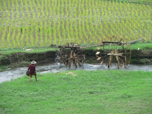 Water wheels in action, irrigating the rice paddies.