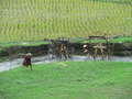 #4: Water wheels in action, irrigating the rice paddies.