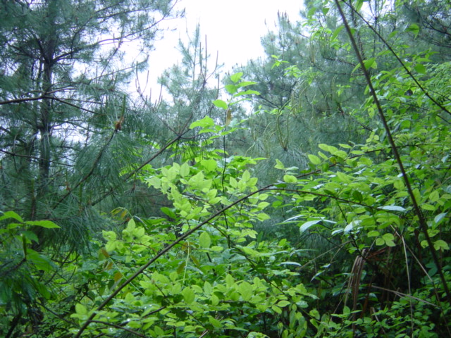 Facing north
