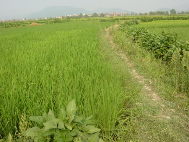 Facing west, with town of Wenzhu in distance